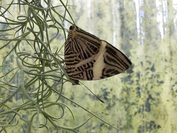 Close-up of butterfly on leaf