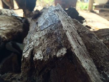 Close-up of tree trunk