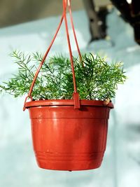 Close-up of red potted plant hanging on metal