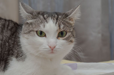 Domestic cat with white face and green eyes