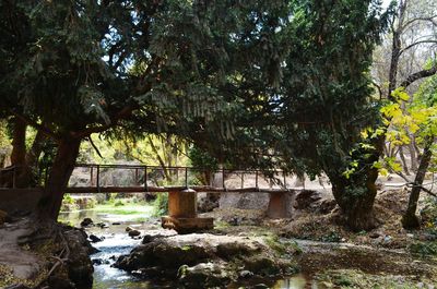 Trees in park