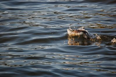 View of turtle swimming in sea