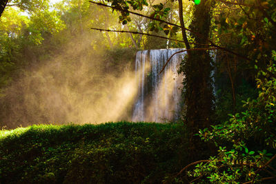 Scenic view of waterfall in forest