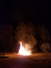 Firework display in forest against sky at night