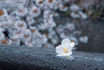 Close-up of white cherry blossom