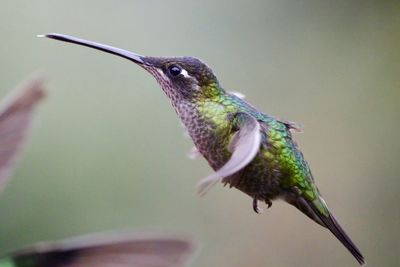 Close-up of bird flying