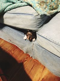 High angle view of dog relaxing on hardwood floor