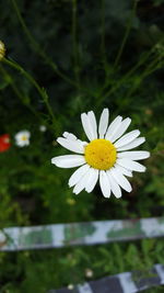 Close-up of daisy flower