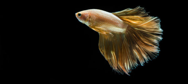 Close-up of fish swimming against black background
