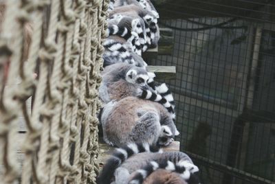 High angle view of lemurs