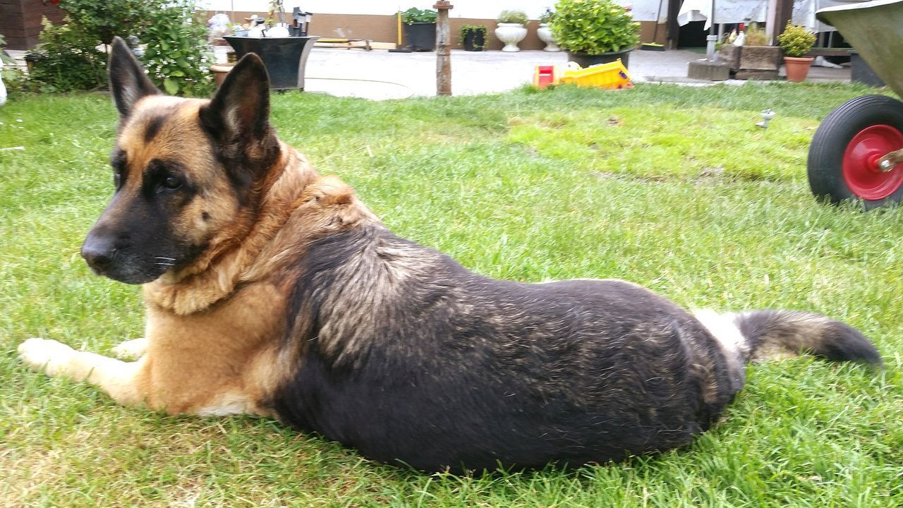 BROWN DOG RESTING ON FIELD