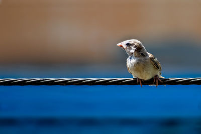 Close-up of bird perching on railing