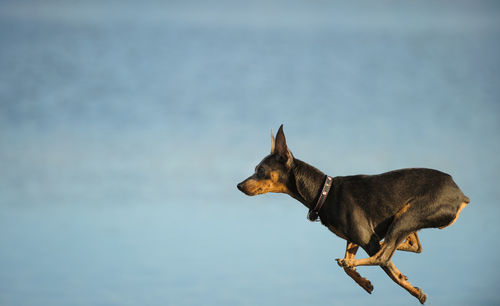 Close-up of dog by sea