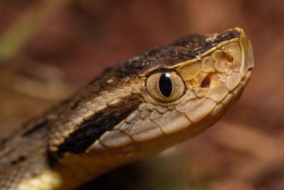Close-up of lizard
