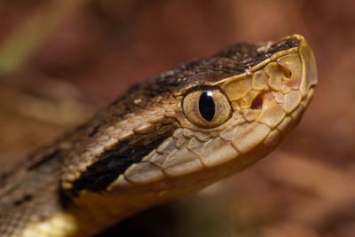 Bothrops jararaca lancehead snake 