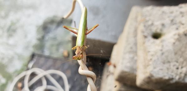 Close-up of insect on rock