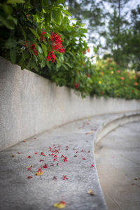 Close-up of red flowering plants on footpath