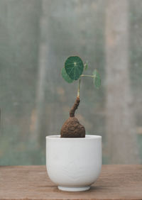 Close-up of small potted plant on table against wall