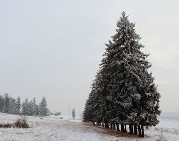 Trees on snow covered landscape against clear sky