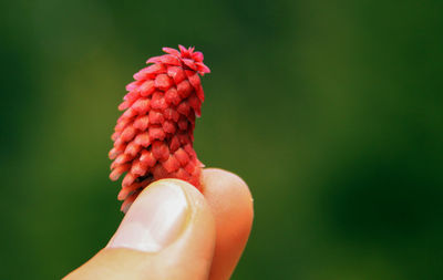 Close-up of hand holding fruit