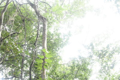 Low angle view of trees in forest