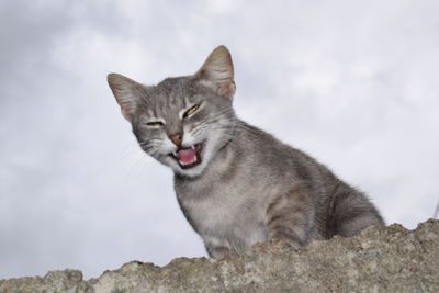 Close-up of cat against sky