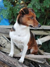 Dog sitting on wood