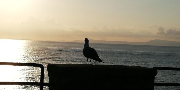 Seagull perching on a boat