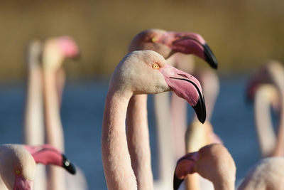 Close-up of flamingos