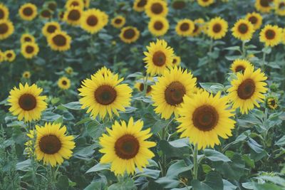 High angle view of sunflowers