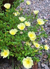 High angle view of yellow flowers blooming on field