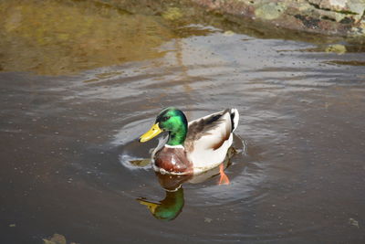 High angle view of mallard duck swimming in lake