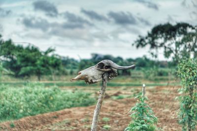 Close-up of animal skull against sky