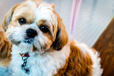 Close-up of a dog