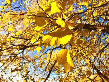 Low angle view of tree against sky during autumn