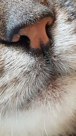 Close-up portrait of dog