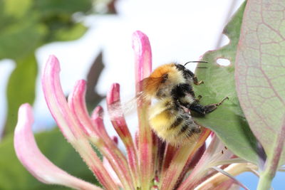 Close-up of bee pollinating on pink flower