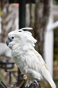 Close-up of parrot perching on a tree