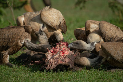 African white-backed vultures feed on bloody carcase