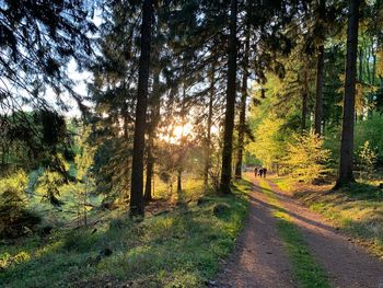 Road amidst trees in forest