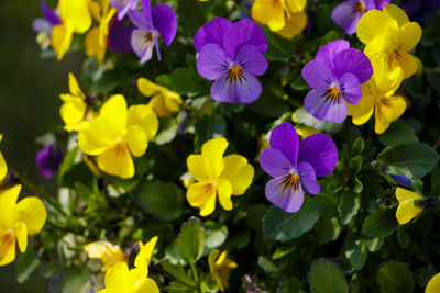 Close-up of purple flowers blooming outdoors