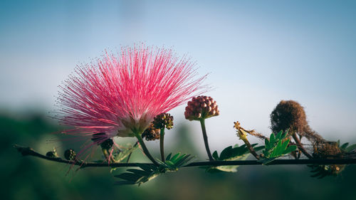 Close-up of pink flowers