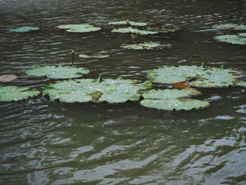 High angle view of water lily floating on lake