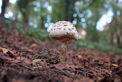 Close-up of mushroom on field