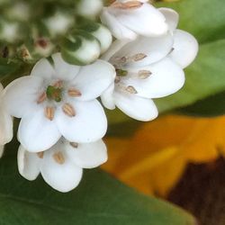 Close-up of white flowers