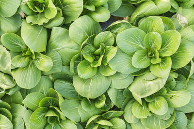 Full frame shot of green plant