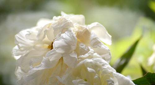 Close-up of white flowering plant