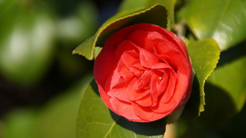 Close-up of rose blooming outdoors