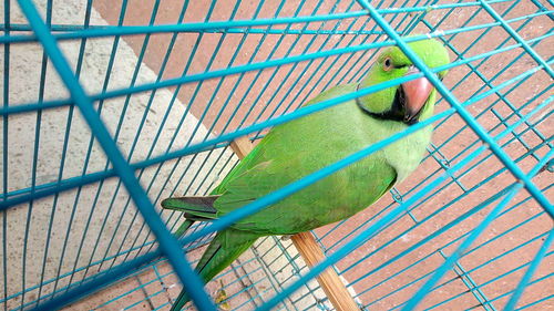 High angle view of bird perching in cage