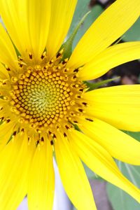 Close-up of sunflower